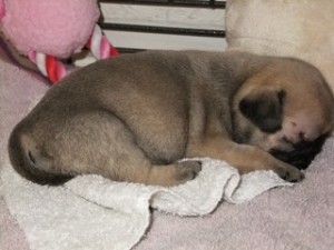 4 Week Old Pug Dog Aurora