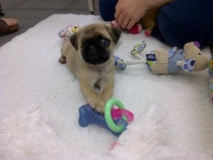 8 Week Old Pug Dog Aurora