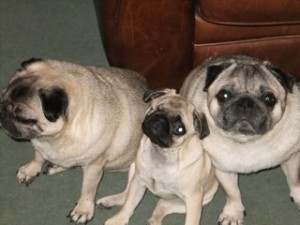 Pug Dogs Aurora, Walt & Disney
