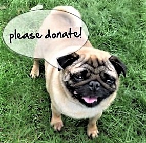Donating to Pug Dog Welfare  The Pug Dog Welfare & Rescue Association