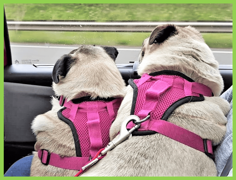 Donating to Pug Dog Welfare  The Pug Dog Welfare & Rescue Association