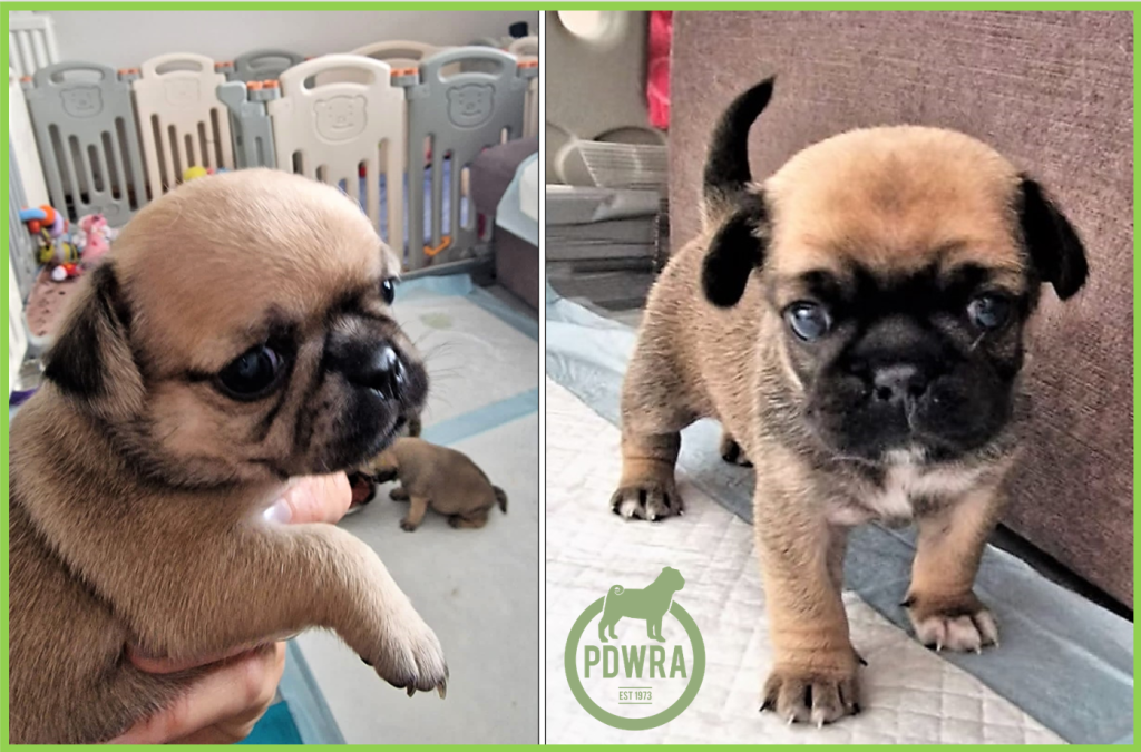 Pug mix hot sale for adoption