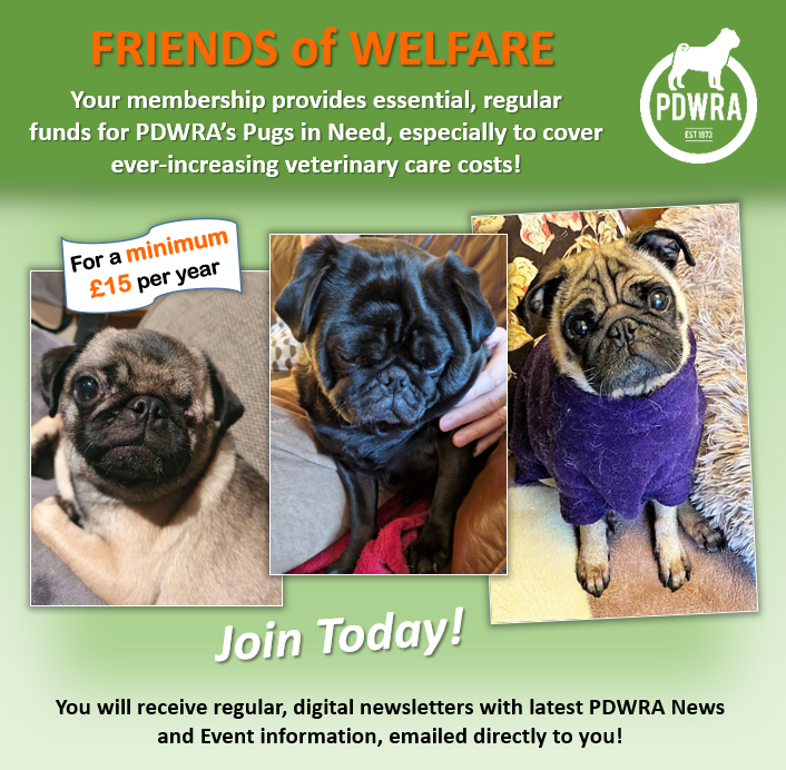 Donating to Pug Dog Welfare  The Pug Dog Welfare & Rescue Association