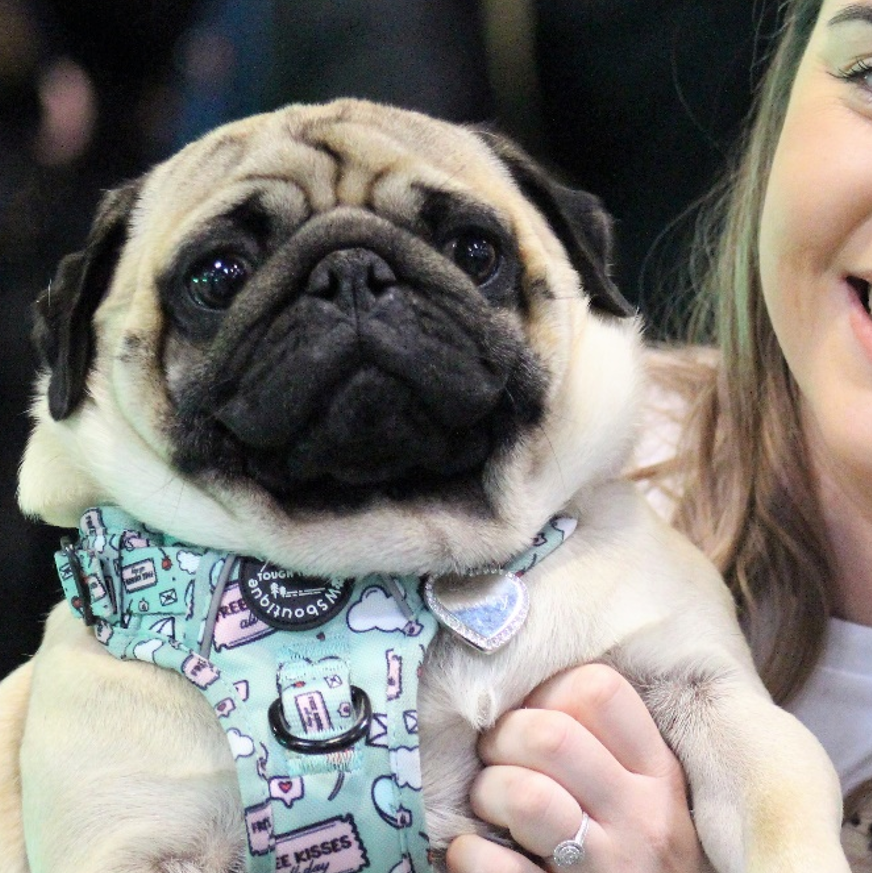 Miniature Pugs For Adoption