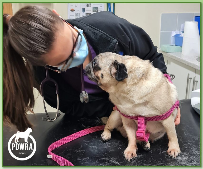 Focal seizures in store pugs