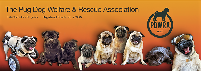 Donating to Pug Dog Welfare  The Pug Dog Welfare & Rescue Association