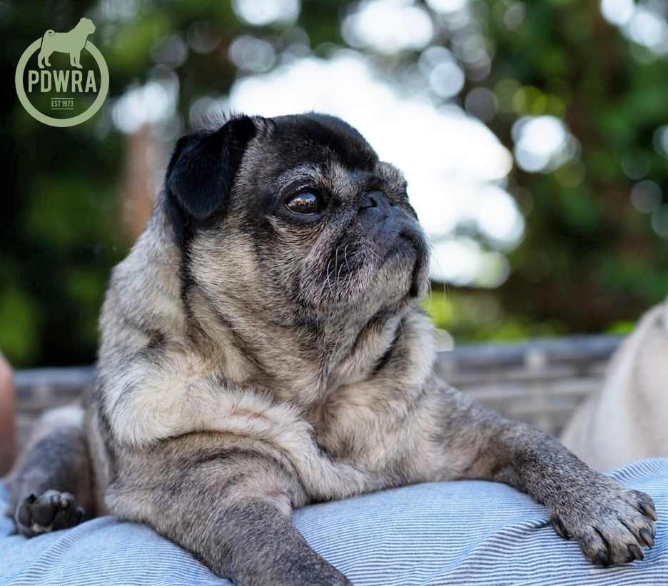 Donating to Pug Dog Welfare  The Pug Dog Welfare & Rescue Association