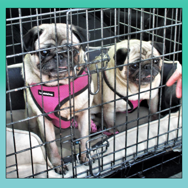The Pug Dog Welfare & Rescue Association | 50 Years Rescuing & Rehoming ...
