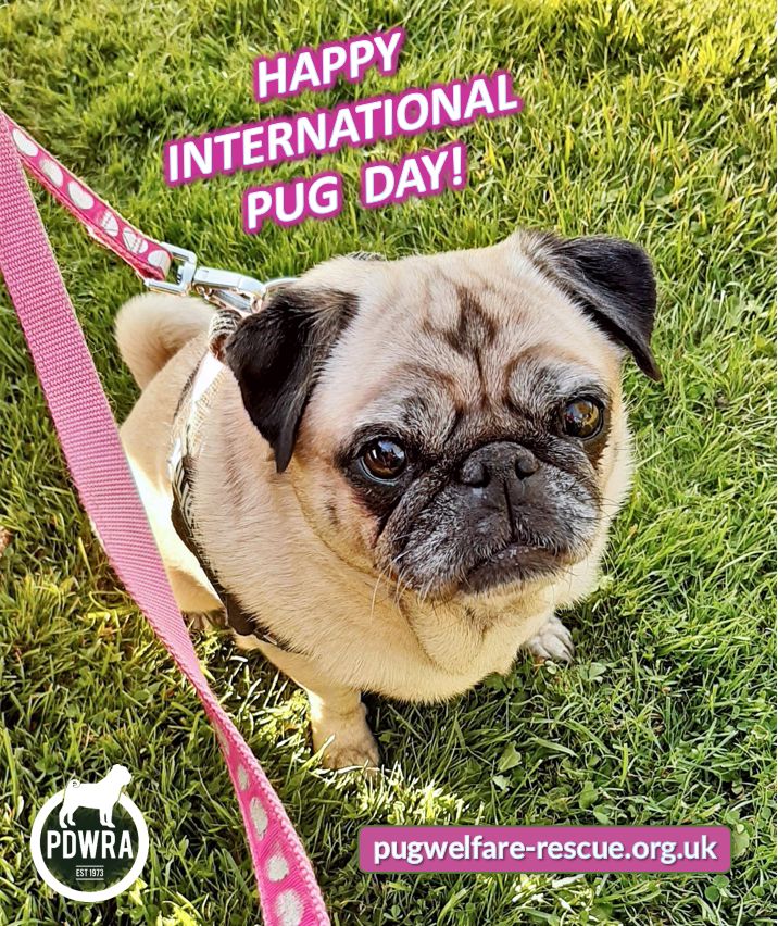 It’s International PUG Day! The Pug Dog Welfare & Rescue Association