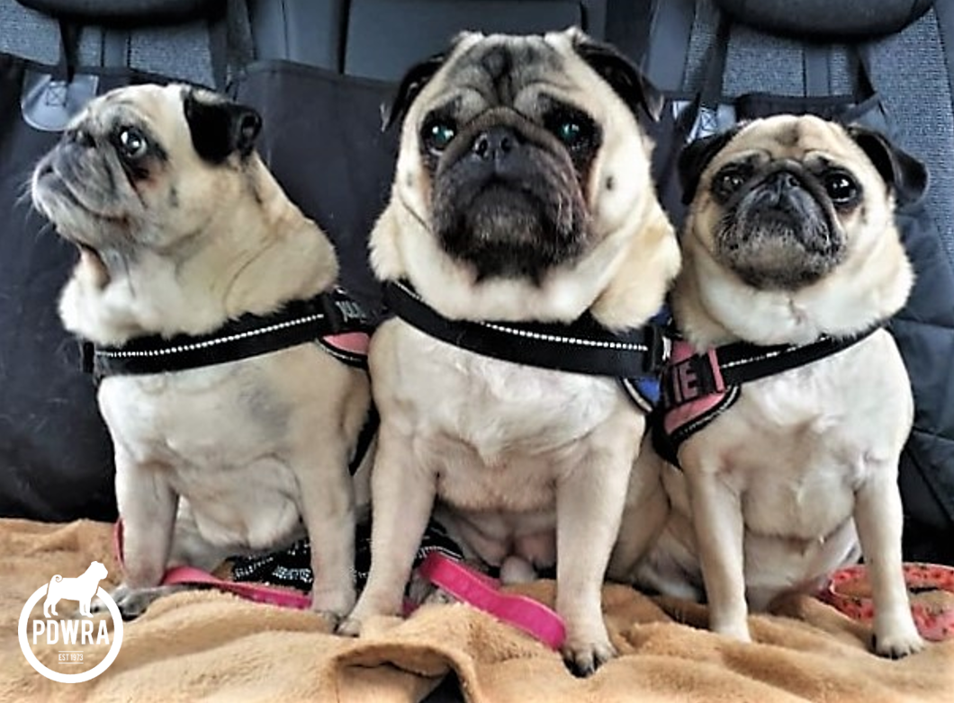 Pug rescue hot sale groups