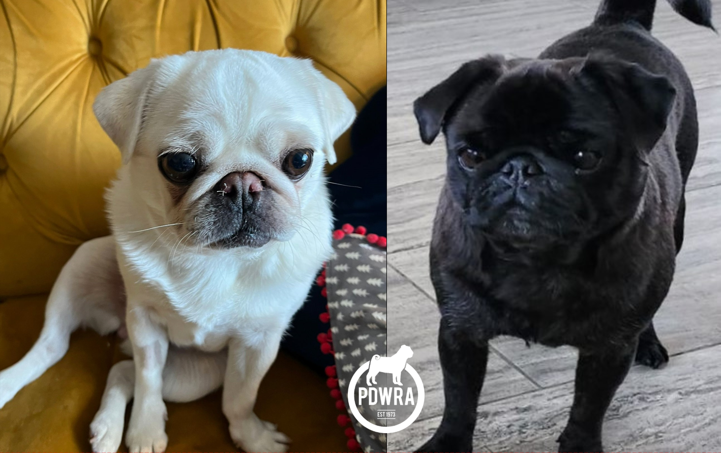Rosie & Pepper are looking for their forever home.