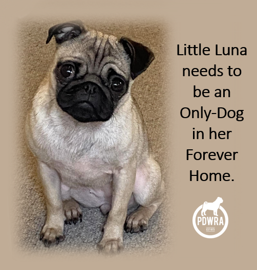 Young Luna needs a No-Dog Forever Home!