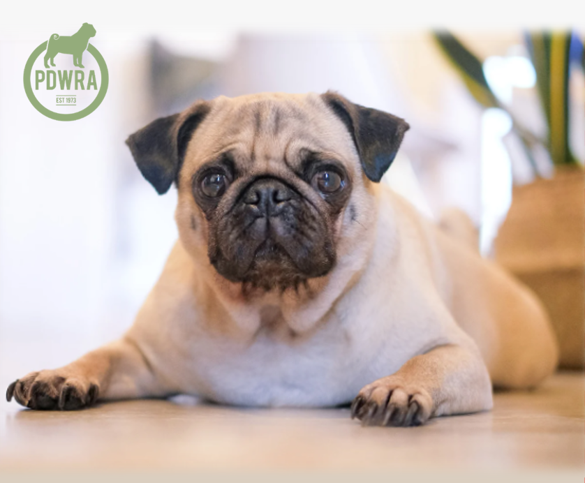 Kate – A PDWRA Homecheckers’ Perspective.