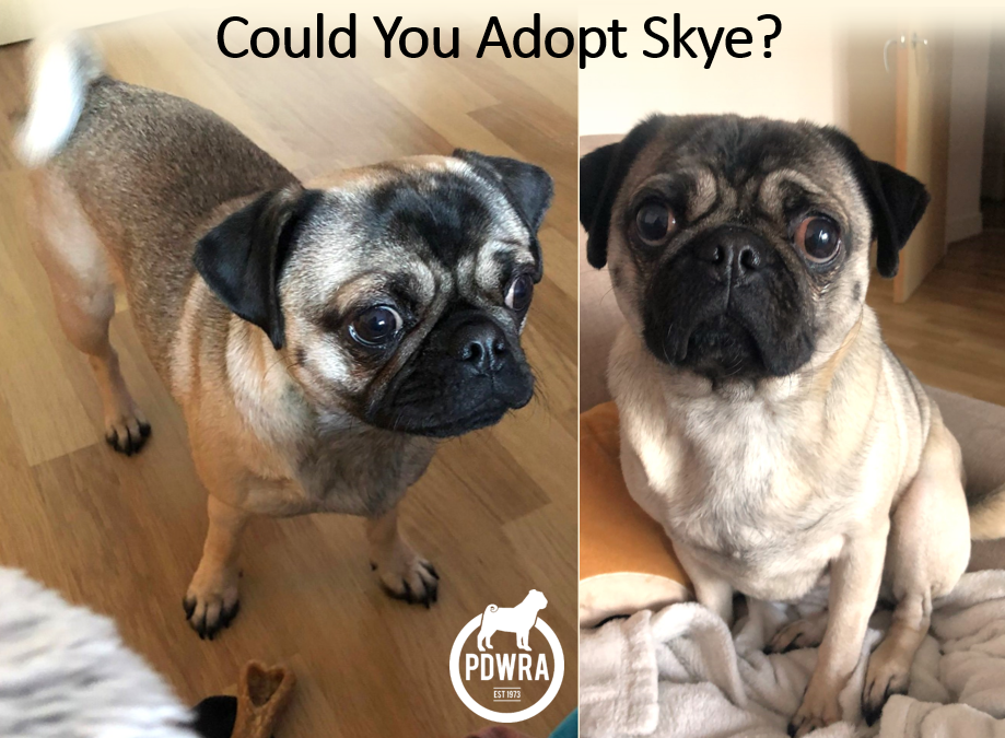 3½ year old Skye needs her Forever Home & a Full Life!