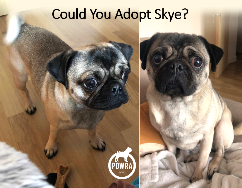 3½ year old Skye needs her Forever Home & a Full Life!