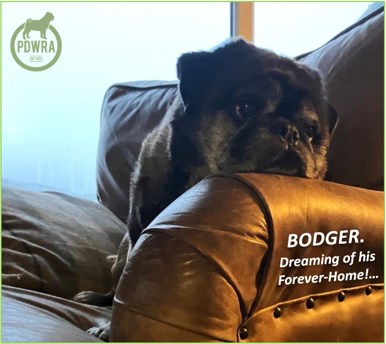 Bodger is looking for his loving Forever Home!
