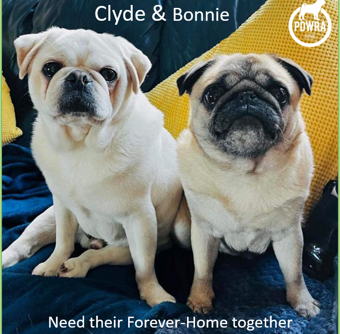 Bonnie & Clyde need their Forever-Home Together!