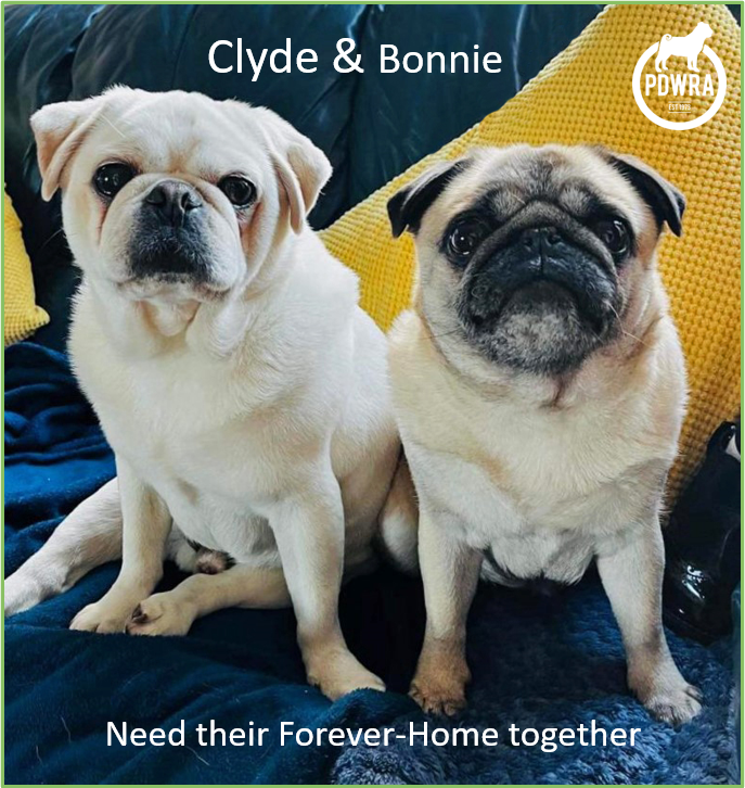 Bonnie & Clyde need their Forever-Home Together!