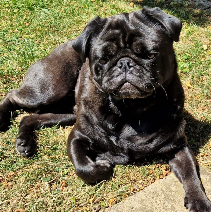 PDWRA Pug Fostering