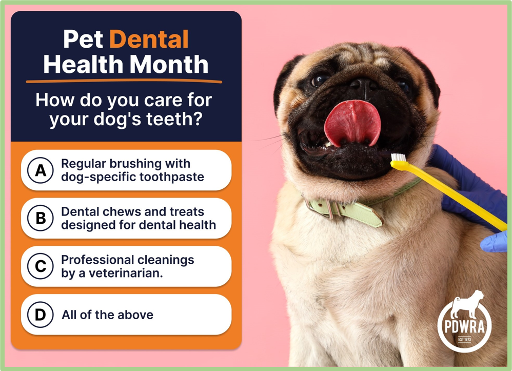 Pet Dental Health Month.