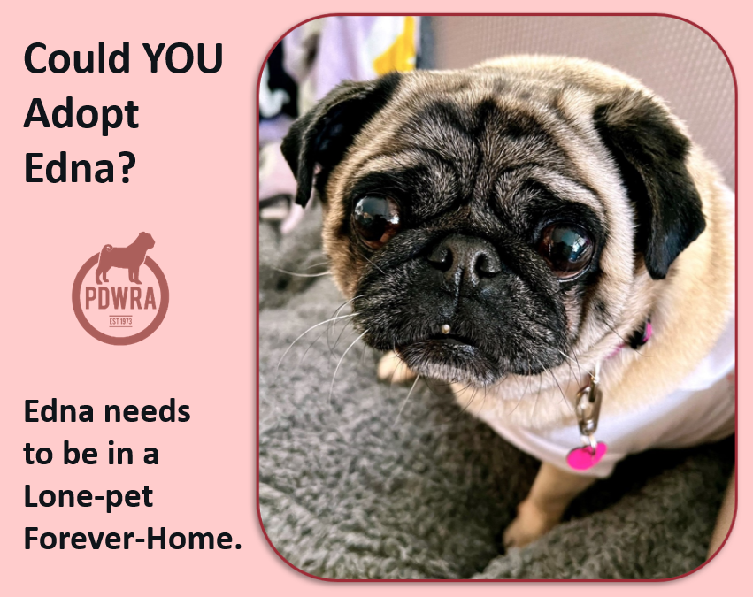 Edna needs to be in a Lone-pet Home!