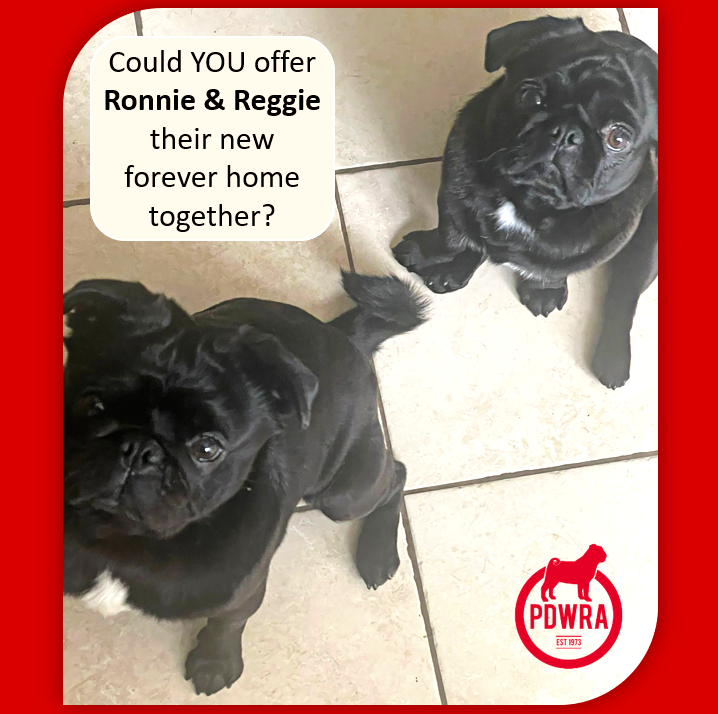 Ronnie & Reggie are looking for their Forever Home!