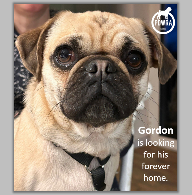 Good Friday Gordon is appealing for his Forever-Home!