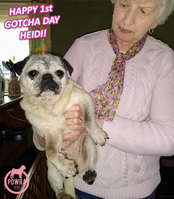 Celebrating Heidi’s “Happy 1st Gotcha Day”!