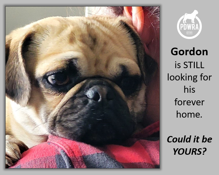Could You offer young Gordon his Forever Home!