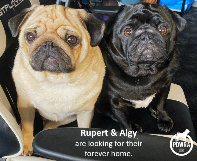 Rupert & Algy are looking for their Forever-Home together!