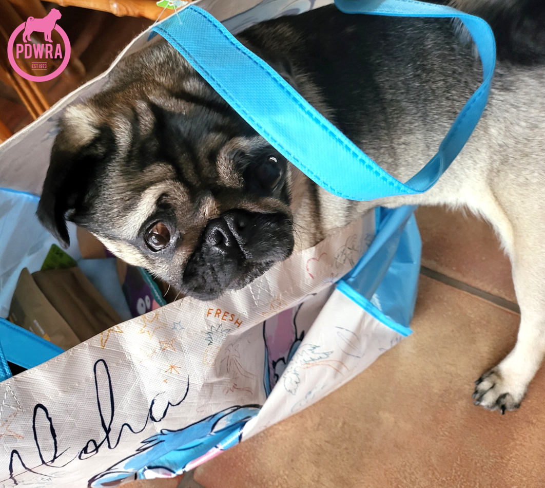 Pug, Dot, proving that disability doesn’t define destiny!