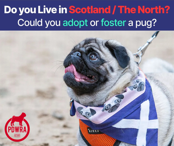 Calling Pug-lovers in Scotland & the North of England!