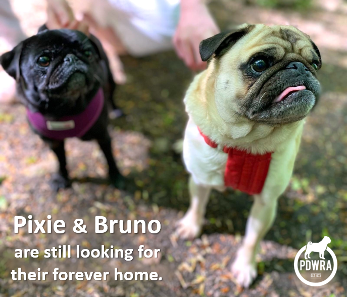 Could you Adopt Bruno & sister, Pixie?