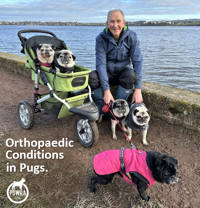 Orthopaedic Conditions in Pugs