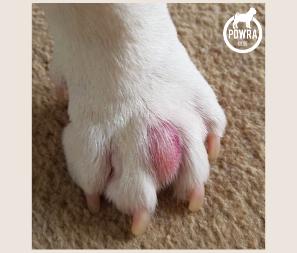 Dog foot swollen between toes best sale