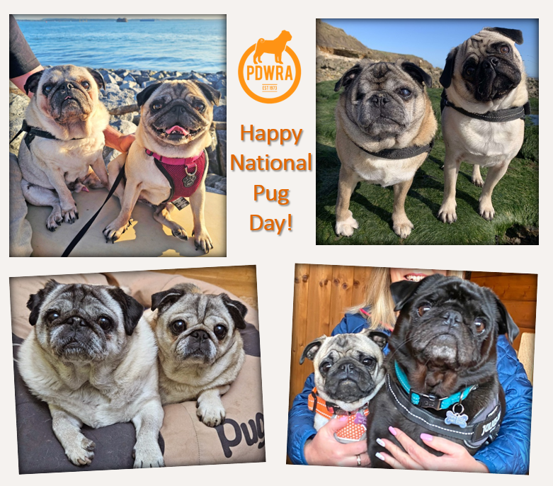 Happy National Pug Day!