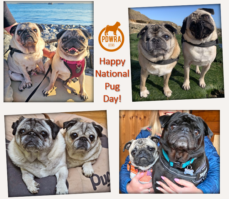 Happy National Pug Day! The Pug Dog Welfare & Rescue Association