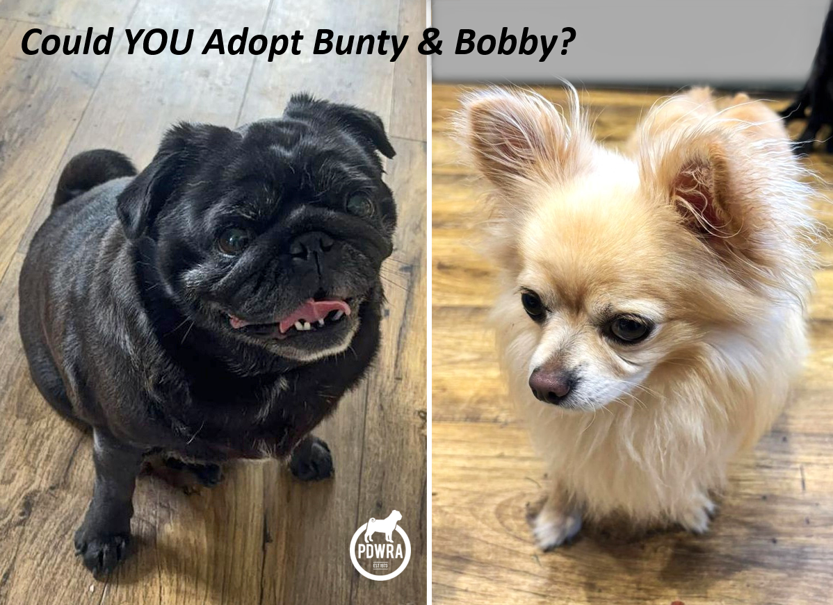 6 year-olds, Bunty & Bobby need their Forever Home!