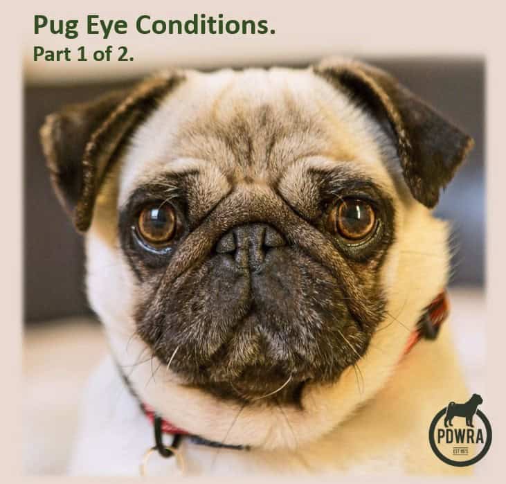 Pug Eye Conditions: Part 1 of 2- Corneal Ulcers and Associated Conditions