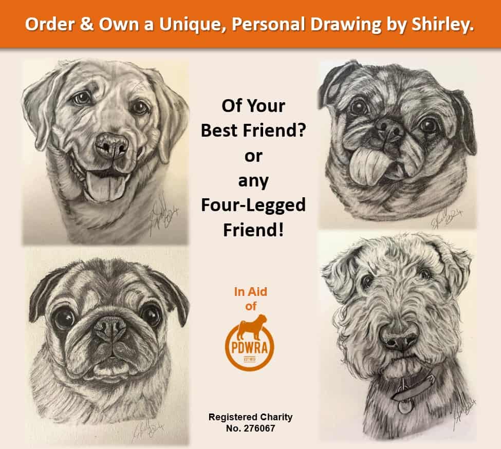 Order Your Unique Pet Portraits while Donating to Pugs!