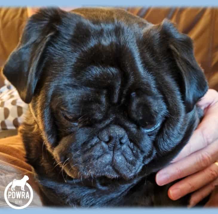 PDWRA Pug Surrendering