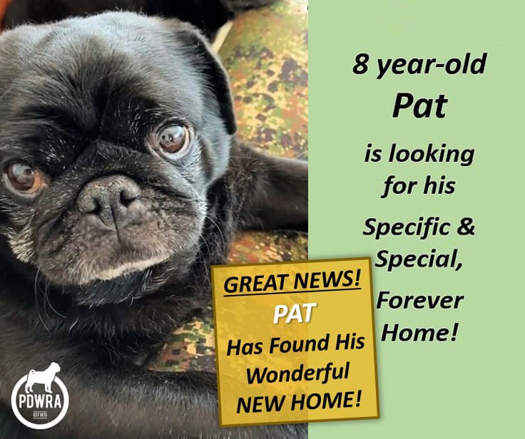 8 year-old Pat is looking for his Special Forever Home!