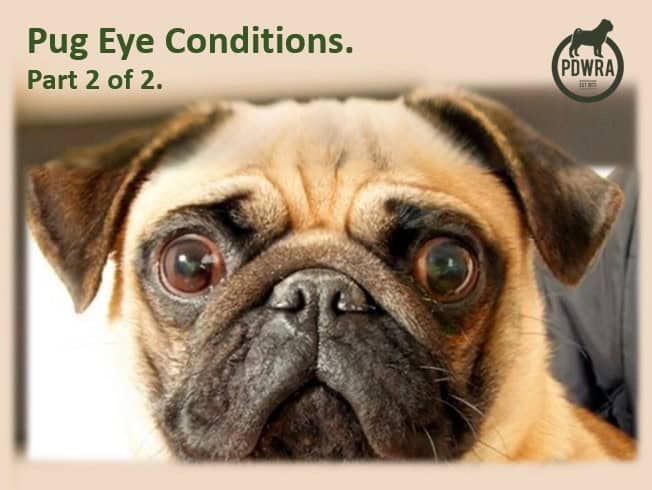 Pug Eye Conditions: Part 2 of 2 – Proptosis, Dry Corneas, Pigmentary Keratitis, Entropion & Distichiasis