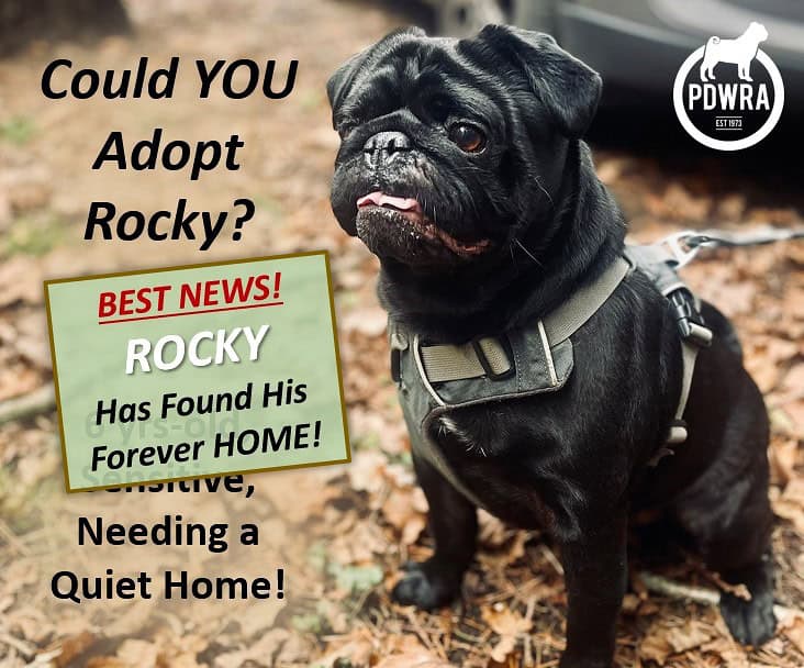 Sensitive Rocky needs a Quiet Forever-Home!