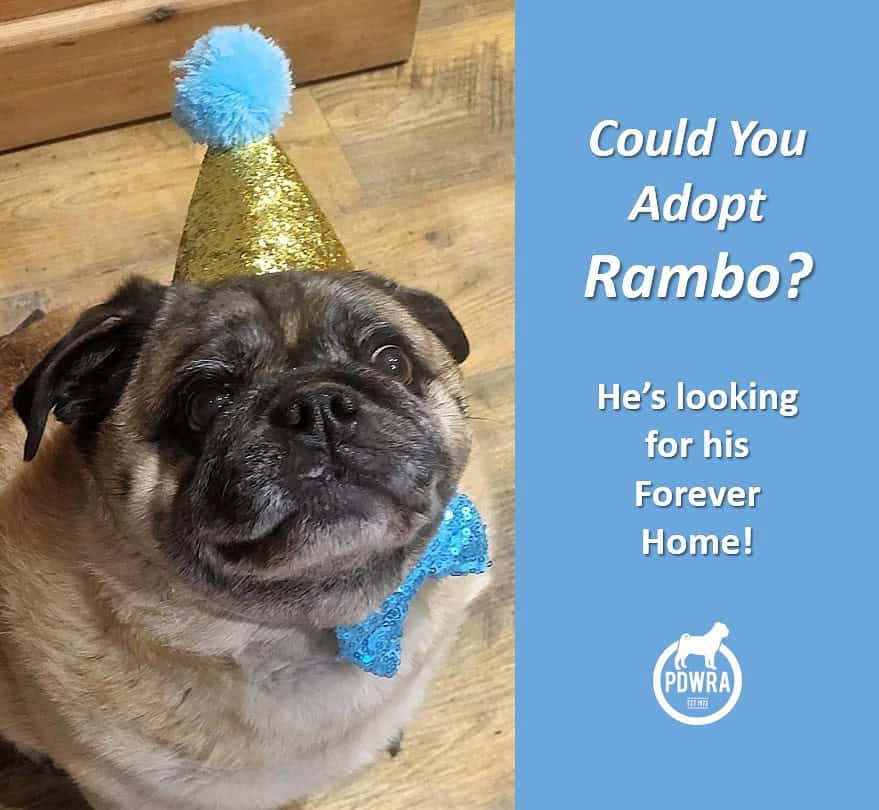 Could YOU Adopt Rambo?