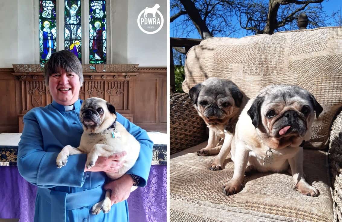 The Joy of Fostering Older Pugs