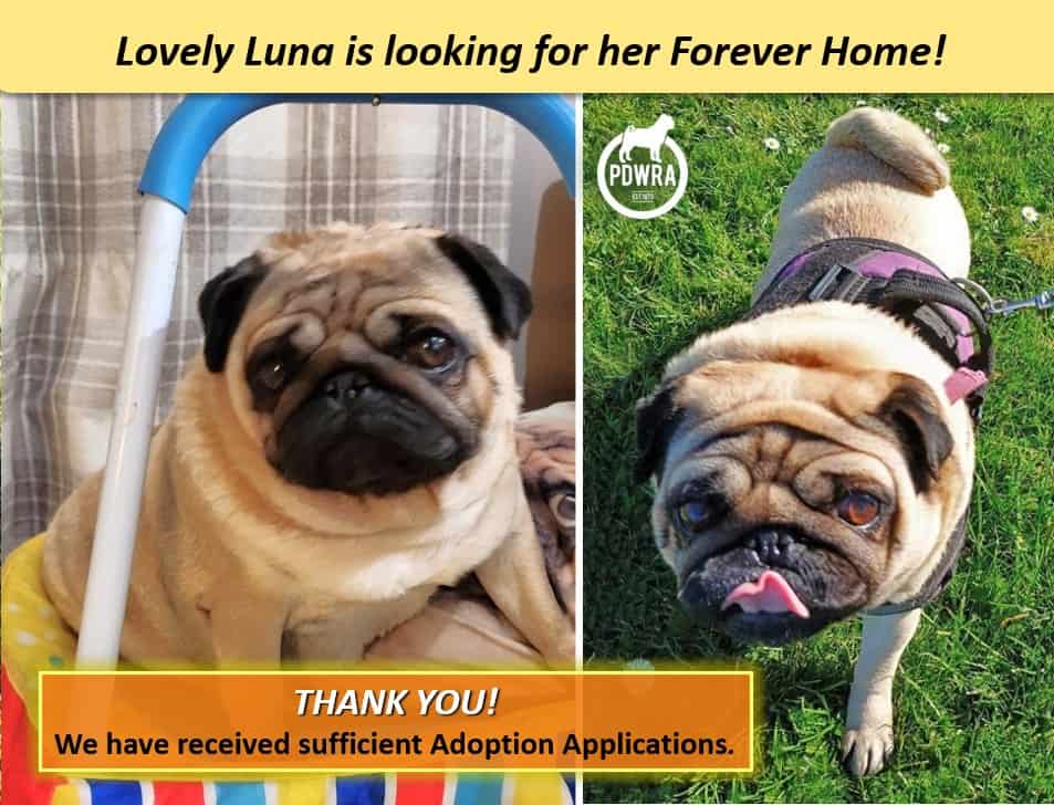 Lovely Luna is looking for her Forever Home!