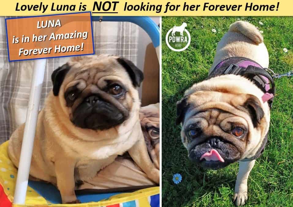 Lovely Luna is looking for her Forever Home!