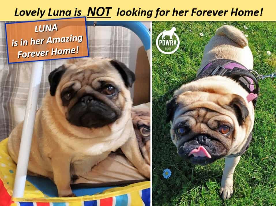 Lovely Luna is looking for her Forever Home!