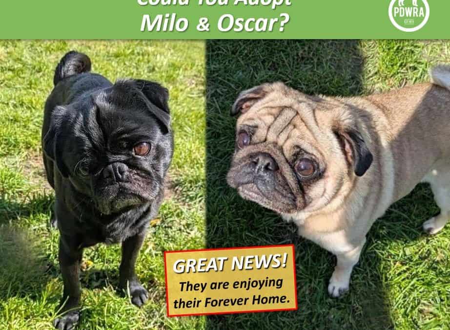 Could You Adopt Milo & Oscar?